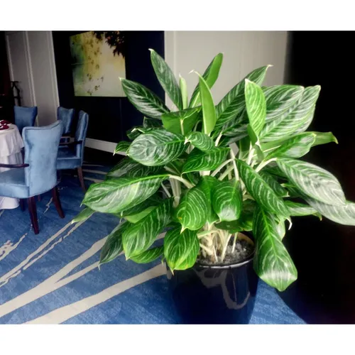 🔥 [Hot] Cây Bạch Mã Hoàng Tử: Nét Quý Phái, Đẳng Cấp Cho Ngôi Nhà Của Bạn.