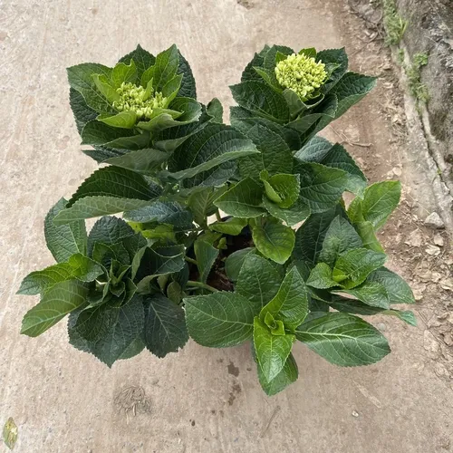 🌸 Cây Cẩm Tú Cầu: Dễ Trồng, Hoa Nở Quanh Năm, Biểu Tượng Tình Yêu.