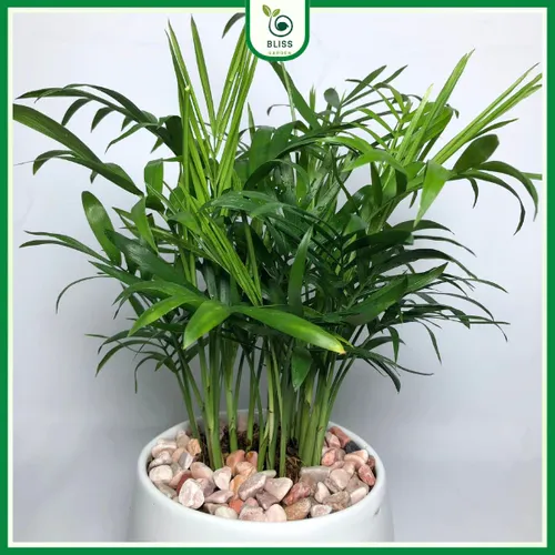 🌱 Cây Cau Tiểu Trâm Phong Thủy: Mang Bình An, Tài Lộc Đến Cho Bạn.