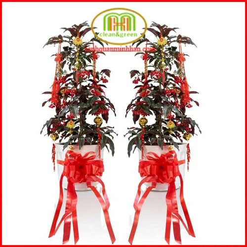 ✨ Cây Kim Ngân Lượng: Rước Tài Lộc, Vượng Khí Cho Gia Đình & Văn Phòng.