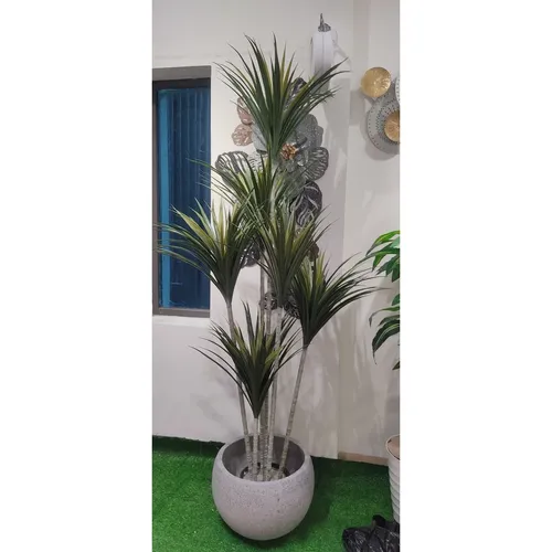 ✨ Cây Phát Tài Núi Giả Phong Thủy: Vẫn Đẹp, Vẫn May Mắn!