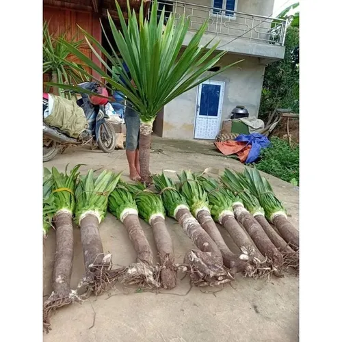 ✨ Cây Phát Tài Núi Phong Thủy: Tăng Vượng Khí, Tài Vận Cực Tốt.