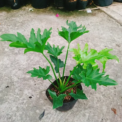 🌱 Cây Trầu Bà Thanh Xuân: Biểu Tượng Của Sự Tươi Trẻ Và Phát Tài.