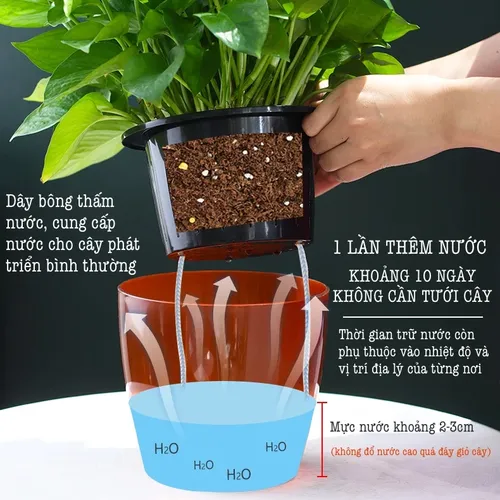 ✨ Chậu cây cảnh để bàn: Trang Trí Bàn Xinh, Thư Giãn Tinh Thần.