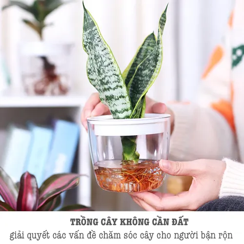 Chậu Cây Thủy Sinh Để Bàn: Phong Thủy May Mắn, Trang Trí Hiện Đại.