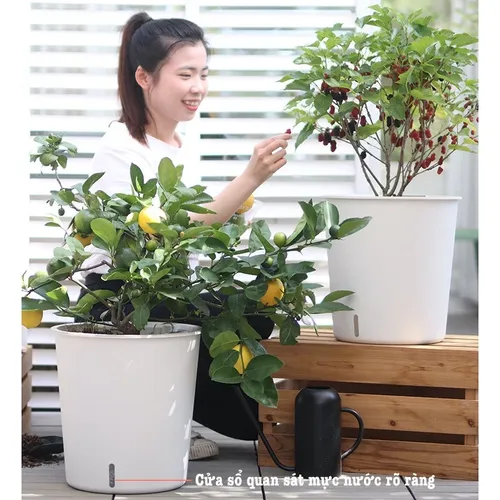 🔥 Chậu Nhựa Tròn Trồng Cây Cỡ Lớn Siêu Bền - Lựa Chọn Hoàn Hảo Cho Không Gian Xanh Mát!