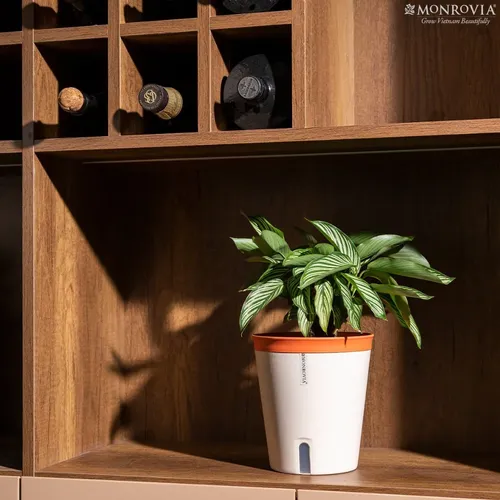 🌷 Combo Chậu Nhựa Trồng Cây Cảnh Thông Minh: Tự Tưới, Thoát Nước Tốt.