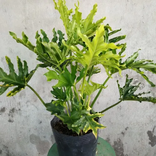 🌱 Cây Trầu Bà Thanh Xuân: Biểu Tượng Của Sự Tươi Trẻ Và Phát Tài.