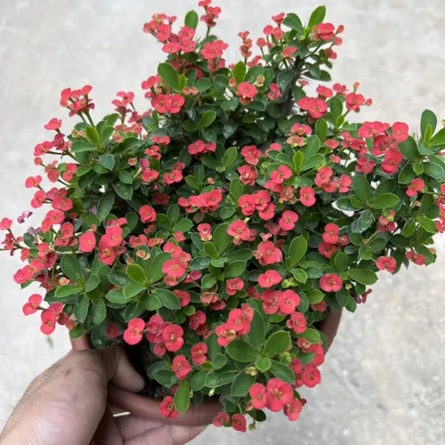 ✨ Cây Xương Rồng Bát Tiên: Nét Chấm Phá Ấn Tượng, Mang Tài Lộc Đến Ngôi Nhà.