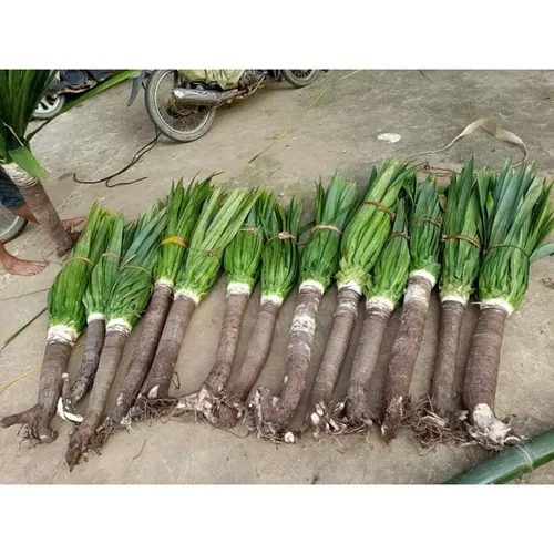 ✨ Cây Phát Tài Núi Phong Thủy: Tăng Vượng Khí, Tài Vận Cực Tốt.