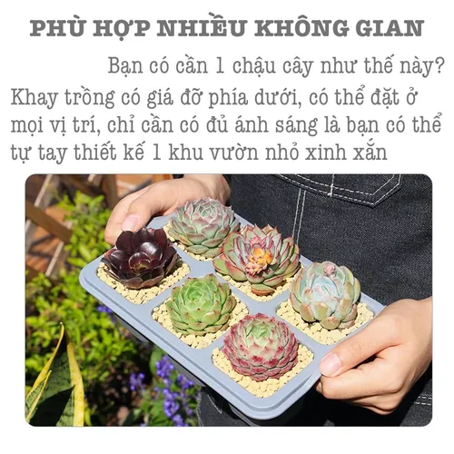  🌵✨Chậu Trồng Sen Đá Mini Để Bàn | Trang Trí Cực Chill, Giá Hạt Dẻ.