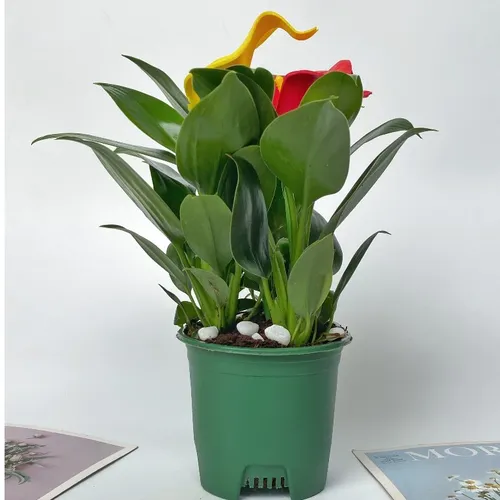 🌟 Cây Trầu Bà Đế Vương – Cây Cảnh Phong Thủy Mang Đến May Mắn và Tài Lộc.