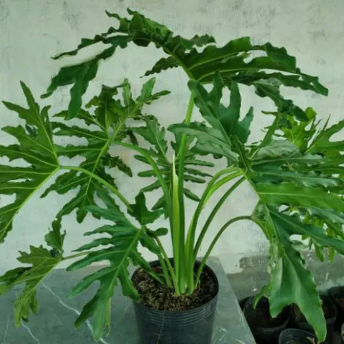 🌱 Cây Trầu Bà Thanh Xuân: Biểu Tượng Của Sự Tươi Trẻ Và Phát Tài.