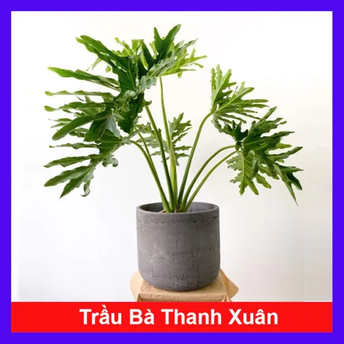 🌱 Cây Trầu Bà Thanh Xuân: Biểu Tượng Của Sự Tươi Trẻ Và Phát Tài.