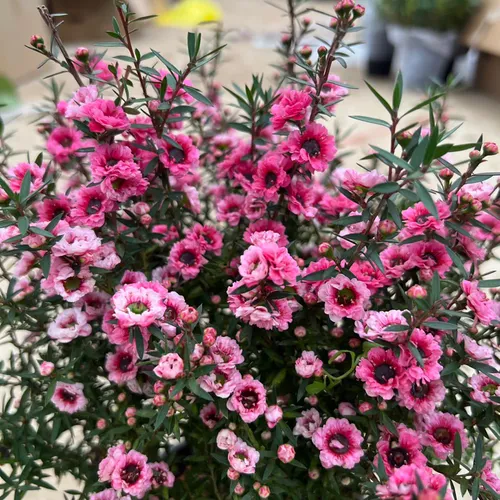 🌸 Cây Tùng Tuyết Mai: Vẻ Đẹp Tinh Khôi, Điểm Nhấn Thanh Lịch Cho Không Gian.