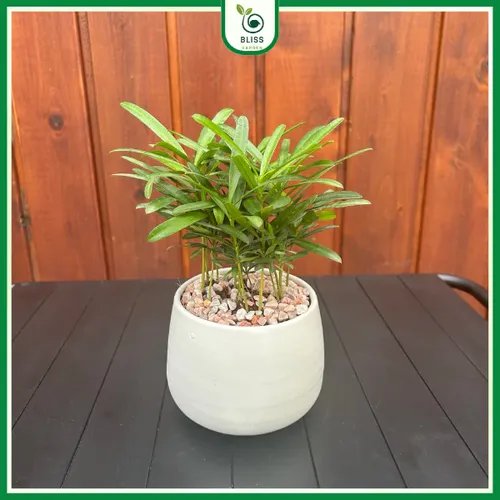 🌲 Cây Tùng Vạn Niên: Vẻ Đẹp Thanh Cao, Cây Cảnh Phong Thủy Được Ưa Chuộng.