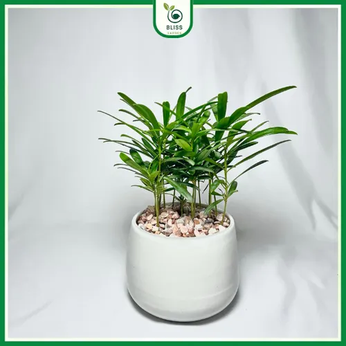 🌲 Cây Tùng Vạn Niên: Vẻ Đẹp Thanh Cao, Cây Cảnh Phong Thủy Được Ưa Chuộng.