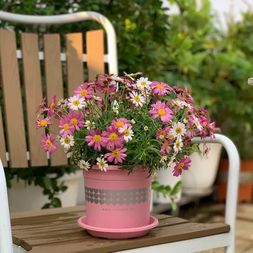 Chậu Cây Nhựa VIETPOT Màu Hồng - Tô điểm cho không gian nhà bạn thêm lãng mạn!