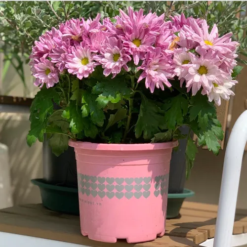 Chậu Cây Nhựa VIETPOT Màu Hồng - Tô điểm cho không gian nhà bạn thêm lãng mạn!