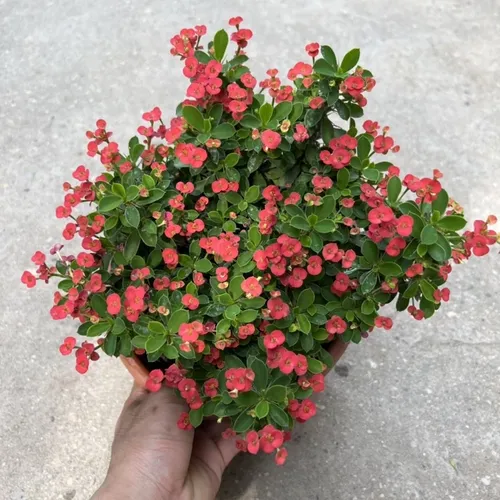 ✨ Cây Xương Rồng Bát Tiên: Nét Chấm Phá Ấn Tượng, Mang Tài Lộc Đến Ngôi Nhà.