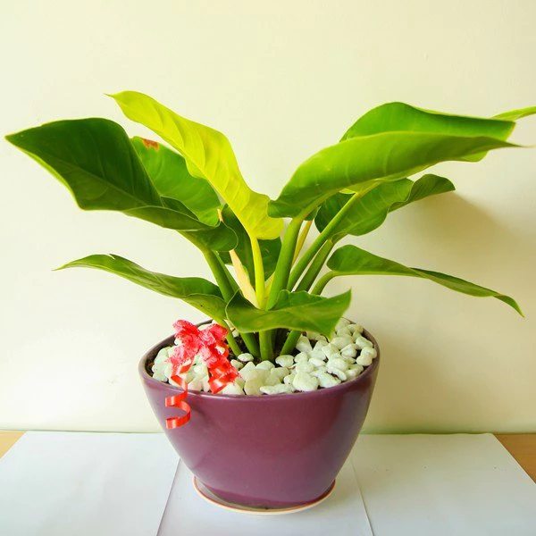 Trầu bà đế vương vàng Tượng trưng cho sự mạnh mẽ và tinh tế Trầu bà đế vương vàng Tượng trưng cho sự mạnh mẽ và tinh tế