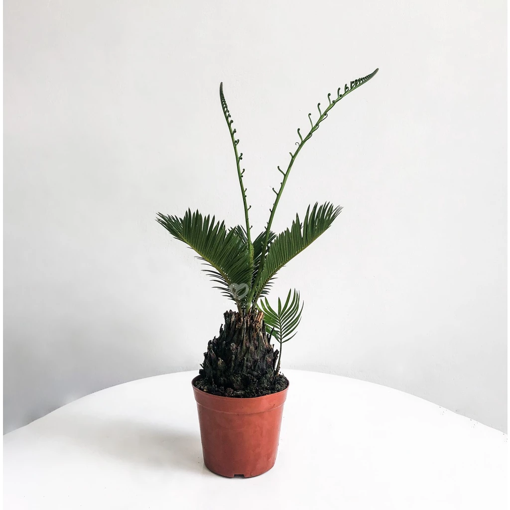 cây vạn tuế có khả năng hấp thụ các chất độc hại, mang đến một không gian sống trong lành cây vạn tuế có khả năng hấp thụ các chất độc hại, mang đến một không gian sống trong lành