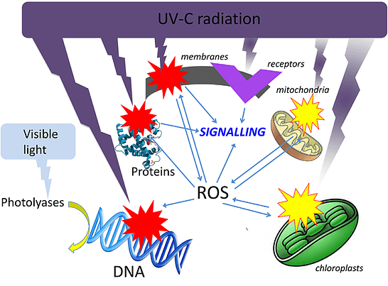 Bóng đèn tia cực tím Philips TUV 36W tạo ra tia UVC bước sóng 254nm phá vỡ DNA của Virus Bóng đèn tia cực tím Philips TUV 36W tạo ra tia UVC bước sóng 254nm phá vỡ DNA của Virus