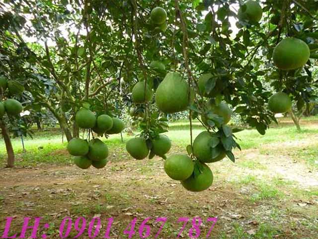 ban dat phuoc binh long thanh