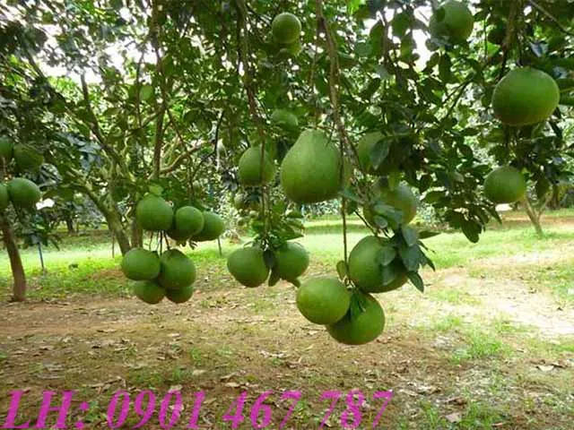 Bán Đất Đường Phước Bình Xã Phước Bình Long Thành