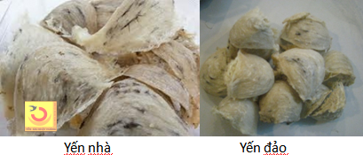 Các loại yến sào chính Các loại yến sào chính