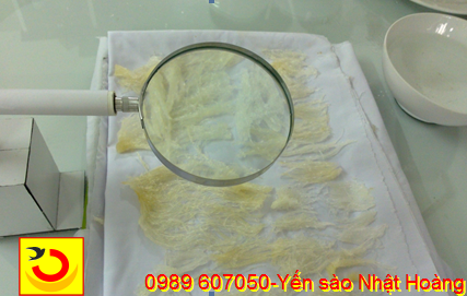 Kiểm tra làm sạch tổ yến thô Kiểm tra làm sạch tổ yến thô