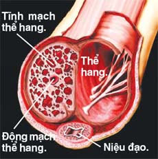 L-Arginine tác dộng đến quá trình cương cứng L-Arginine tác dộng đến quá trình cương cứng