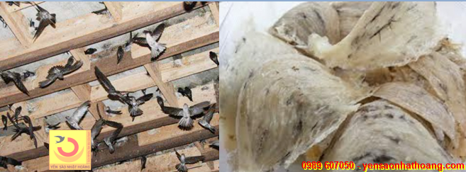 Yến nuôi trong nhà và tổ yến nhà Yến nuôi trong nhà và tổ yến nhà