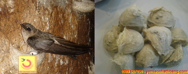 Yến đảo và tổ yến đảo Yến đảo và tổ yến đảo