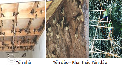 Yến nhà - yến đảo và khai thác yến đảo Yến nhà - yến đảo và khai thác yến đảo