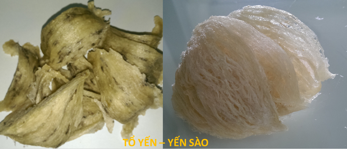 Giá tổ yến - Phần quan trọng nhất trong thị trường yến sào hiện nay Giá tổ yến - Phần quan trọng nhất trong thị trường yến sào hiện nay