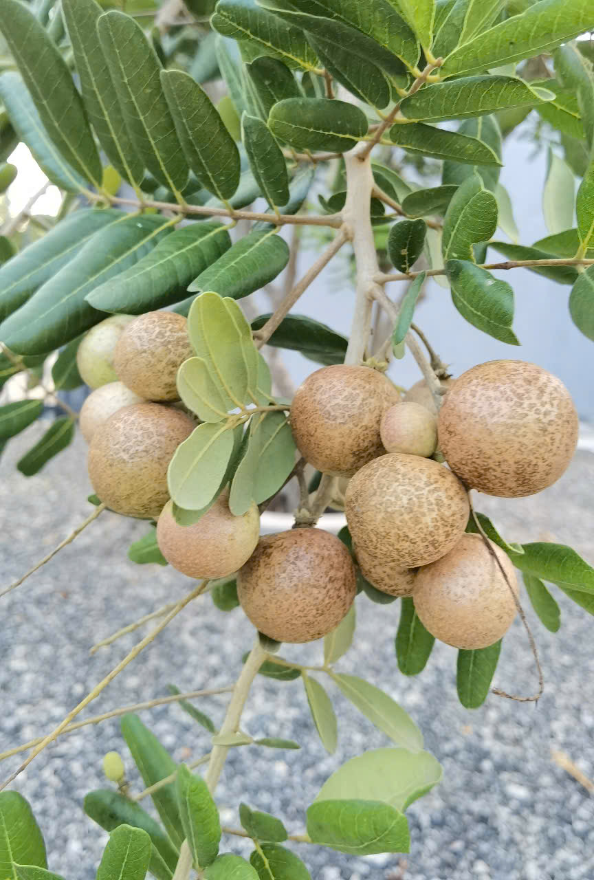 Chị Lan Anh – Nhân viên văn phòng, Hà Nội