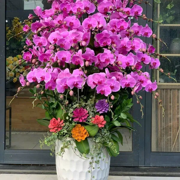 Chậu Lan Hồ Điệp Nghệ An