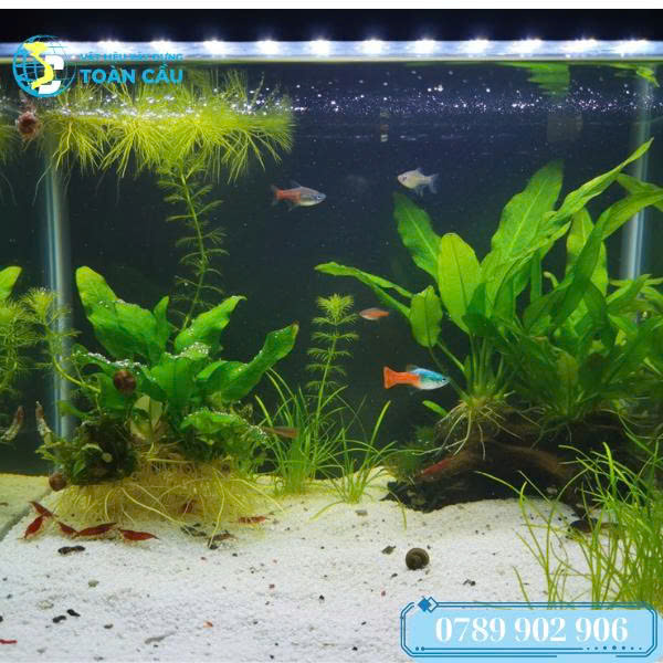 Cát trắng giúp cây thủy sinh phát triển tốt. Cát trắng giúp cây thủy sinh phát triển tốt.