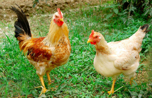 cách luộc gà cách luộc gà