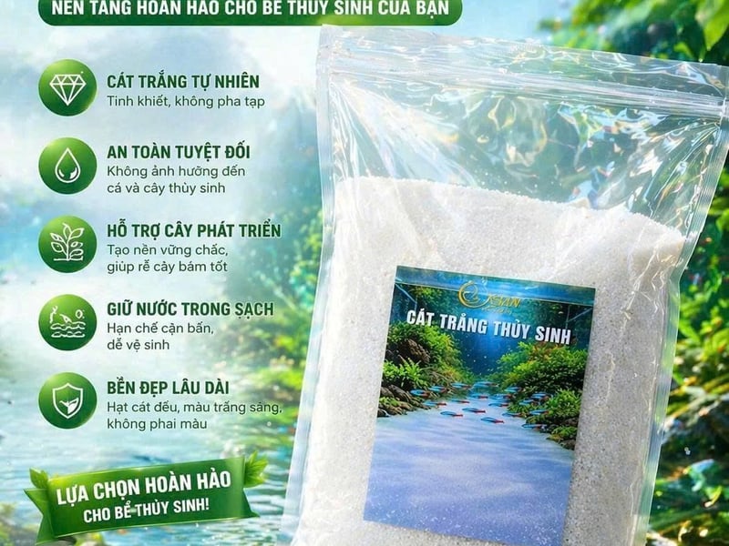 Cát trắng thủy sinh: Bí quyết hồ cá sạch, đẹp và an toàn