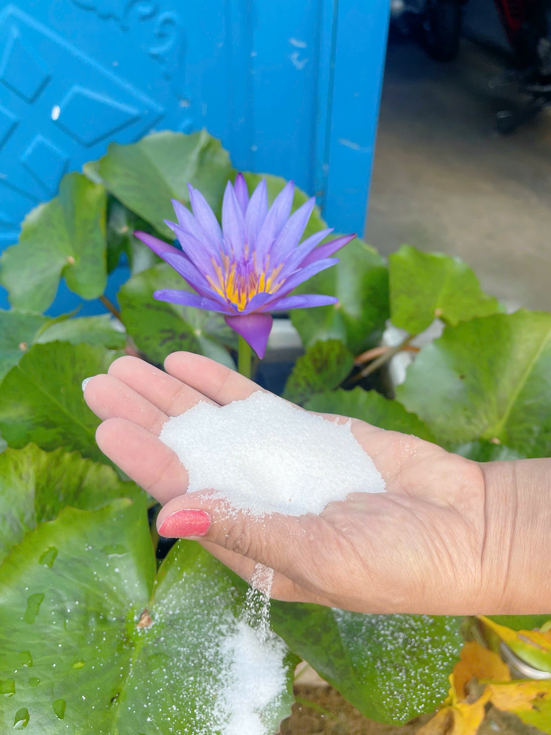 Hạt cát trắng thủy sinh đồng đều, sạch bụi, chuyên dụng cho bể thủy sinh Hạt cát trắng thủy sinh đồng đều, sạch bụi, chuyên dụng cho bể thủy sinh