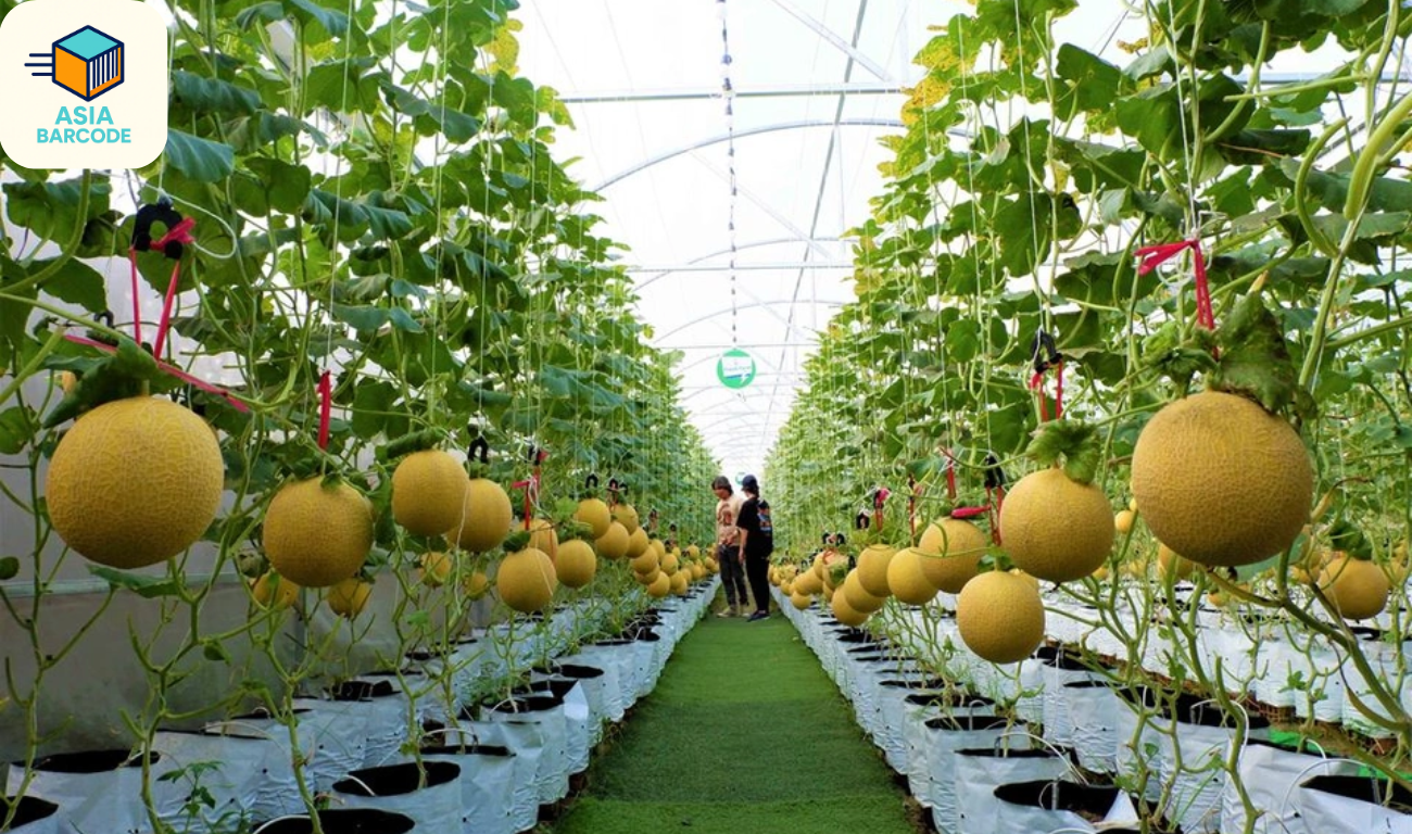 In tem dưa lưới - giải pháp nâng cao giá trị nông sản In tem dưa lưới - giải pháp nâng cao giá trị nông sản