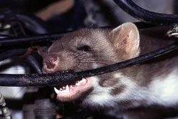 Cách giảm thiểu chuột vào ô tô