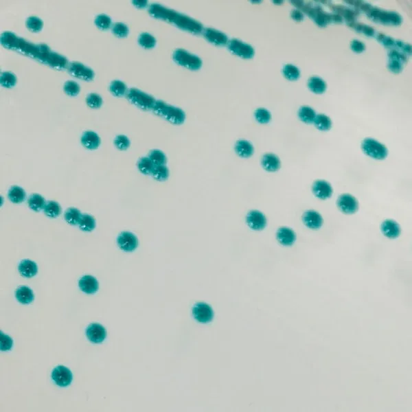 CHROMagar™ Serratia