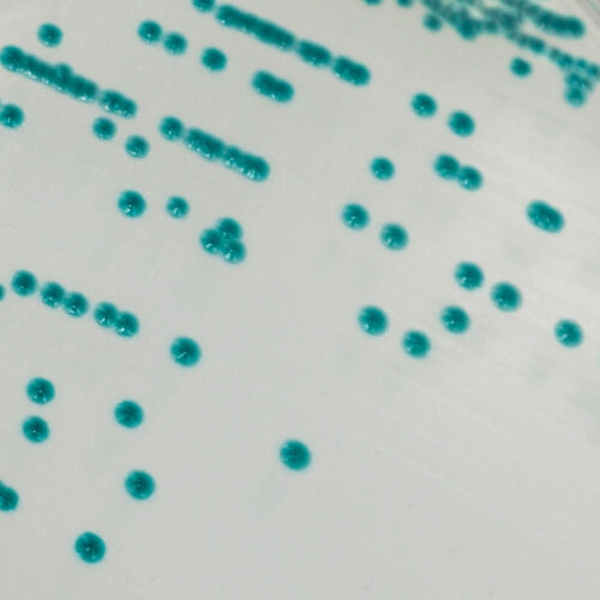 CHROMagar™ Serratia