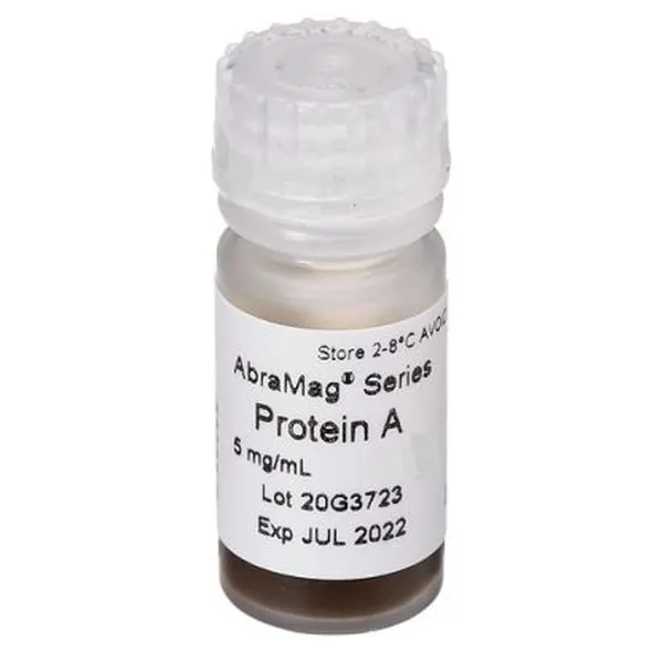 AbraMag® Protein A Magnetic Beads, 5 mL, 5 mg/mL
