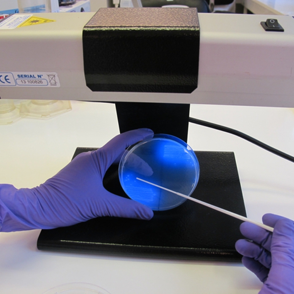 CHROMagar™ C. difficile