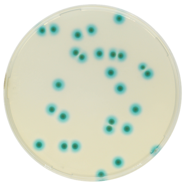 CHROMagar™ B.cepacia