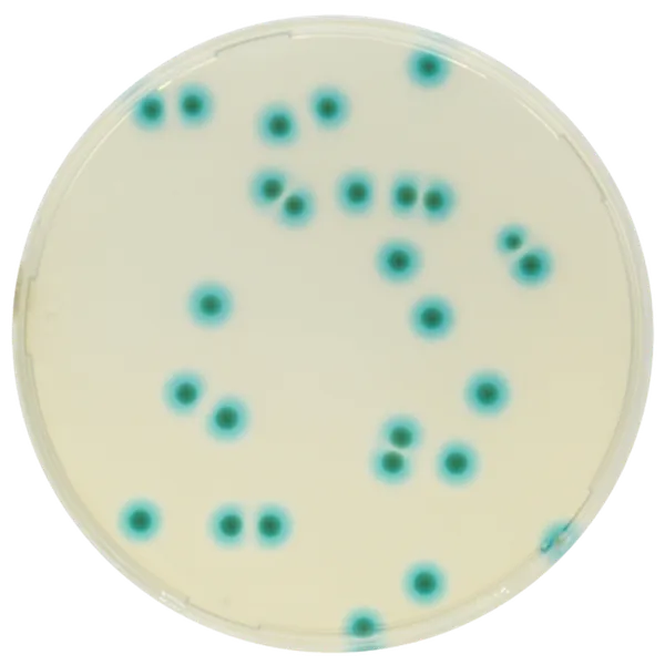 CHROMagar™ B.cepacia